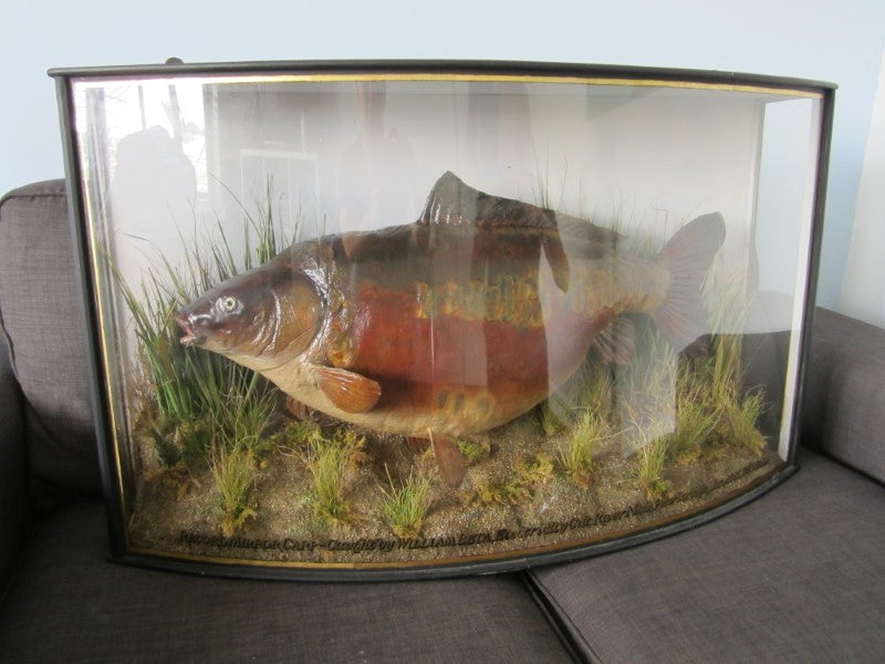 Historically Important Genuine Cased River Record Mirror Carp. 34lb 8oz.1965. Electricity Cut. River Nene.