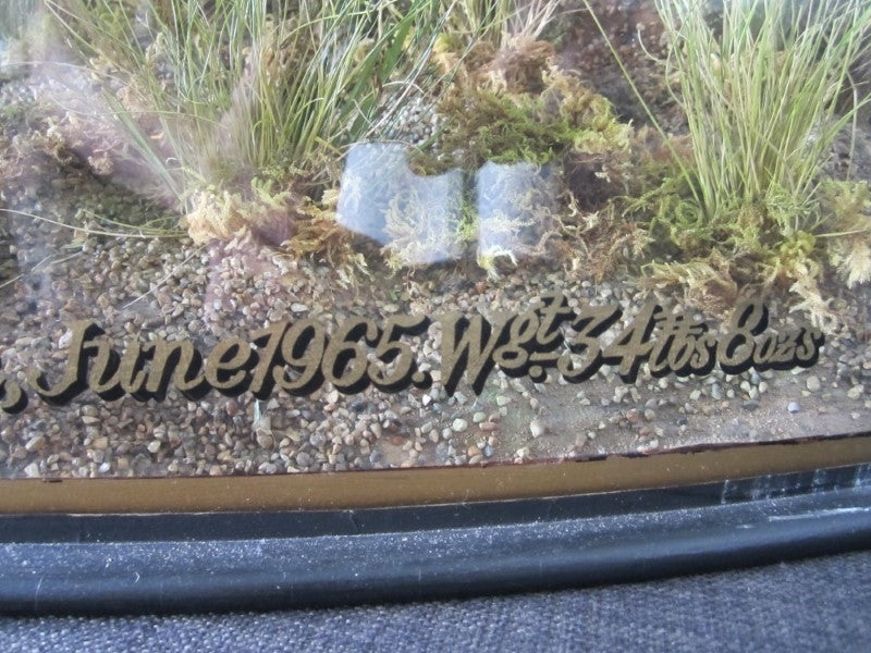 Historically Important Genuine Cased River Record Mirror Carp. 34lb 8oz.1965. Electricity Cut. River Nene.