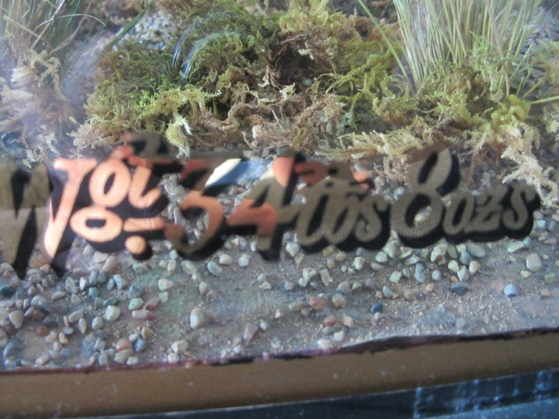 Historically Important Genuine Cased River Record Mirror Carp. 34lb 8oz.1965. Electricity Cut. River Nene.