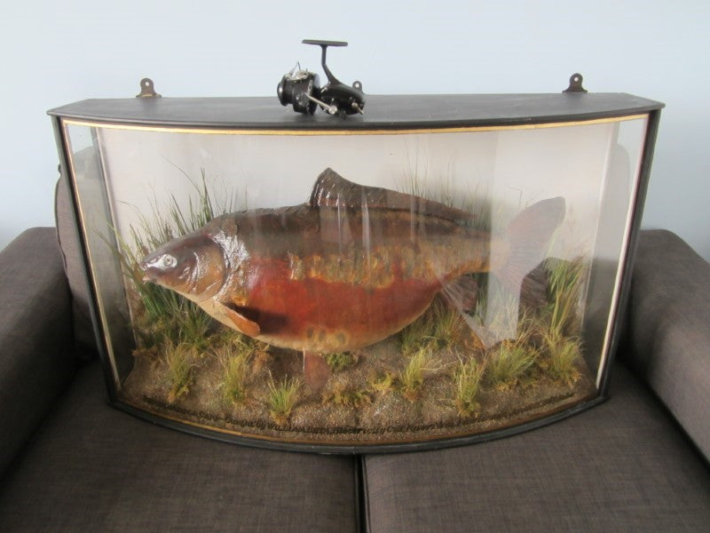 Historically Important Genuine Cased River Record Mirror Carp. 34lb 8oz.1965. Electricity Cut. River Nene.