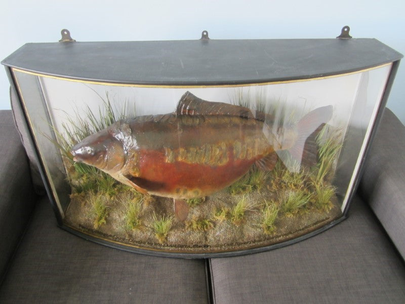 Historically Important Genuine Cased River Record Mirror Carp. 34lb 8oz.1965. Electricity Cut. River Nene.