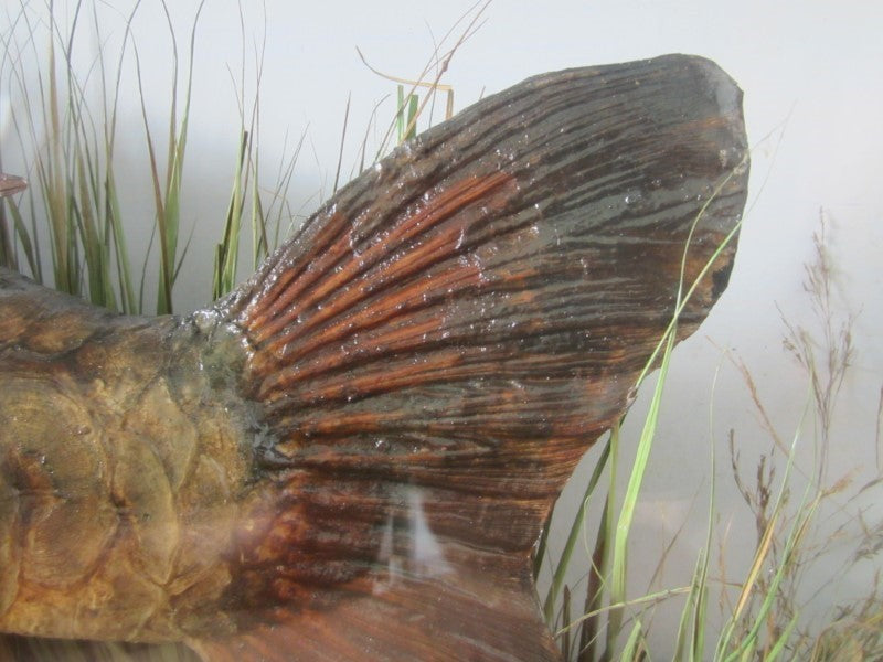 Historically Important Genuine Cased River Record Mirror Carp. 34lb 8oz.1965. Electricity Cut. River Nene.