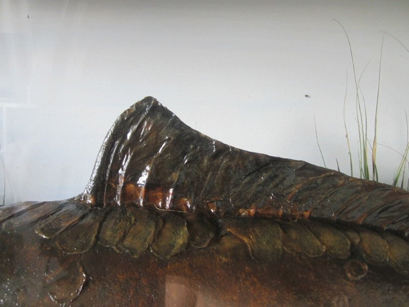 Historically Important Genuine Cased River Record Mirror Carp. 34lb 8oz.1965. Electricity Cut. River Nene.