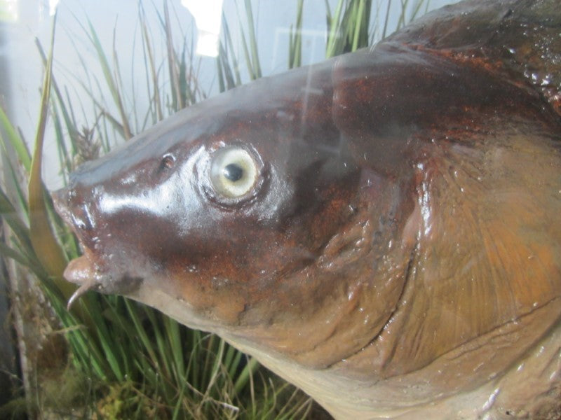 Historically Important Genuine Cased River Record Mirror Carp. 34lb 8oz.1965. Electricity Cut. River Nene.