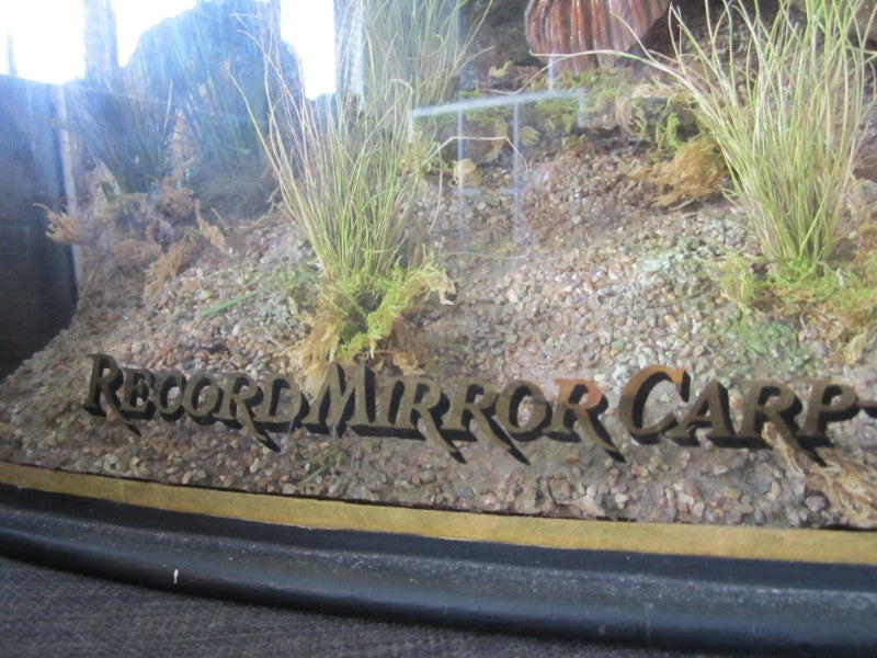 Historically Important Genuine Cased River Record Mirror Carp. 34lb 8oz.1965. Electricity Cut. River Nene.